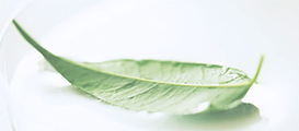 Greener Choice Programm