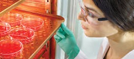 Thermo Scientific Incubadores de CO2