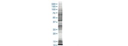 Cell Line Lysates