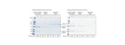 Magnetic Affinity Separation Particles